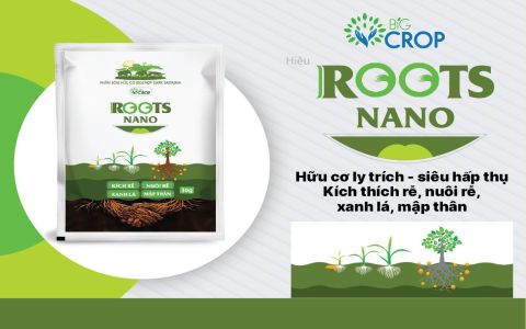 Roots Nano - 30g