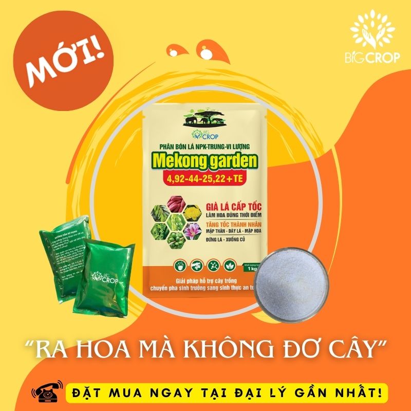 BỐI CẢNH RA ĐỜI CỦA MEKONG GARDEN