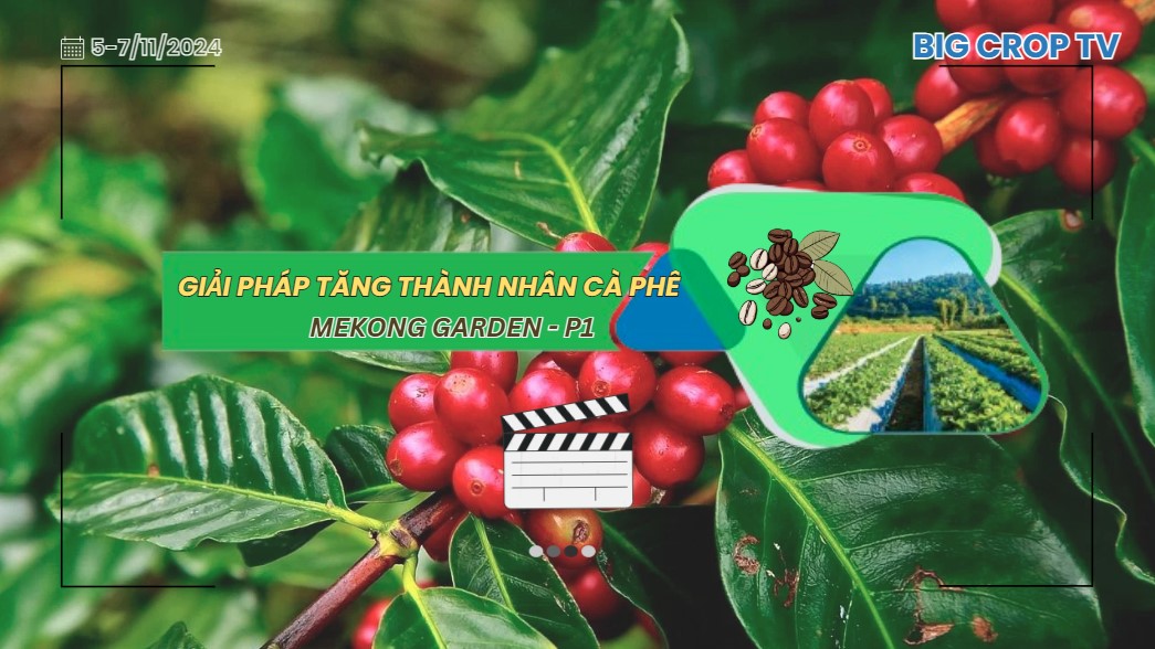 CÂY CÀ PHÊ CÓ CẦN MEKONG GARDEN KHÔNG? DÙNG VÀO THỜI ĐIỂM NÀO LÀ THÍCH HỢP NHẤT?