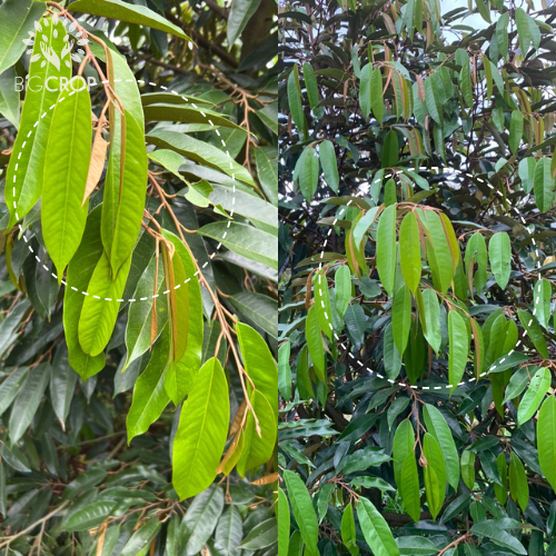 mekong garden bigcrop