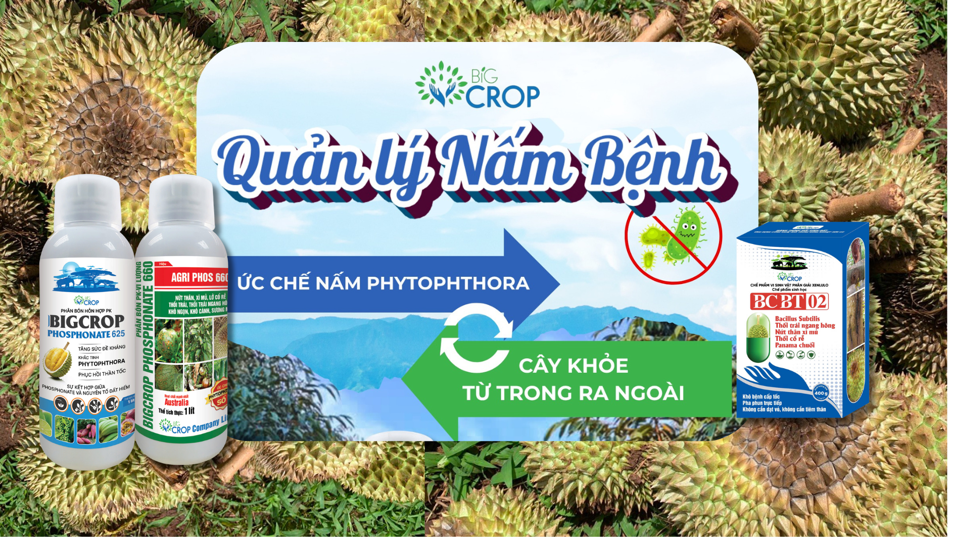 TẦM QUAN TRỌNG CỦA VIỆC QUẢN LÝ VÀ PHÒNG TRỪ BỆNH DO PHYTOPHTHORA VÀO CUỐI MÙA MƯA