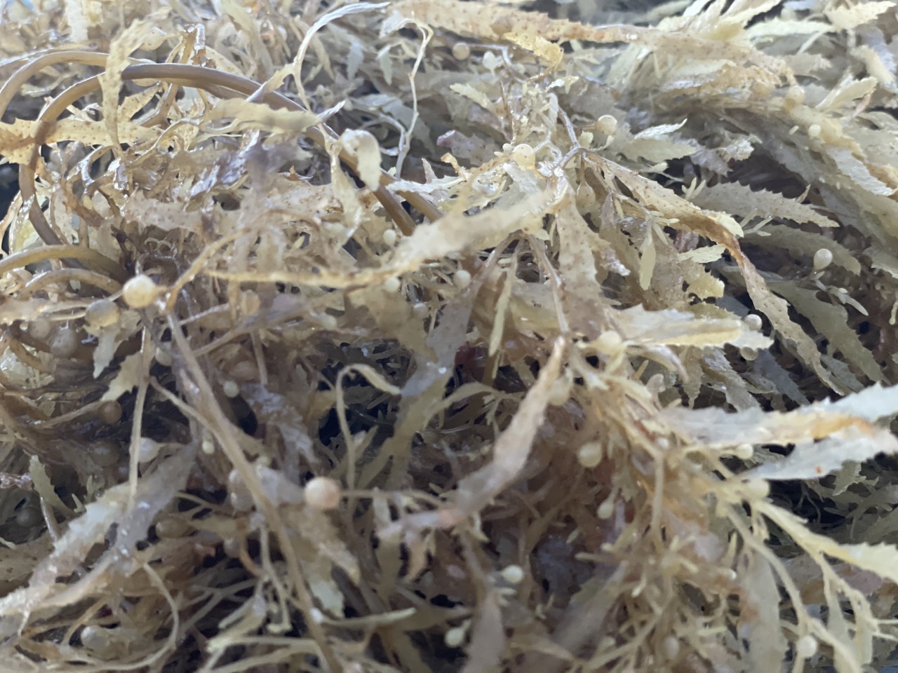 Big Crop - Rong biển (Seaweed) – Hành trình từ biển cả đến nông trại - Kì 1